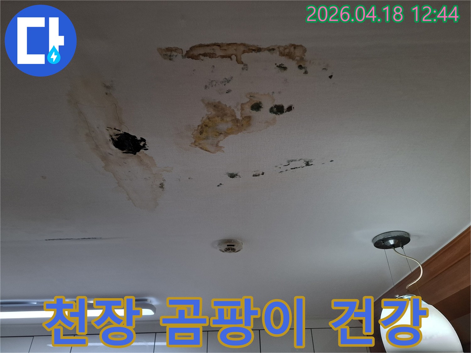 천장에 광범위하게 번식한 곰팡이와-누수로 인한 물자국을 보여주는 현장 사진으로-건강에 해로울 수 있어 빠른 조치가 필요합니다.