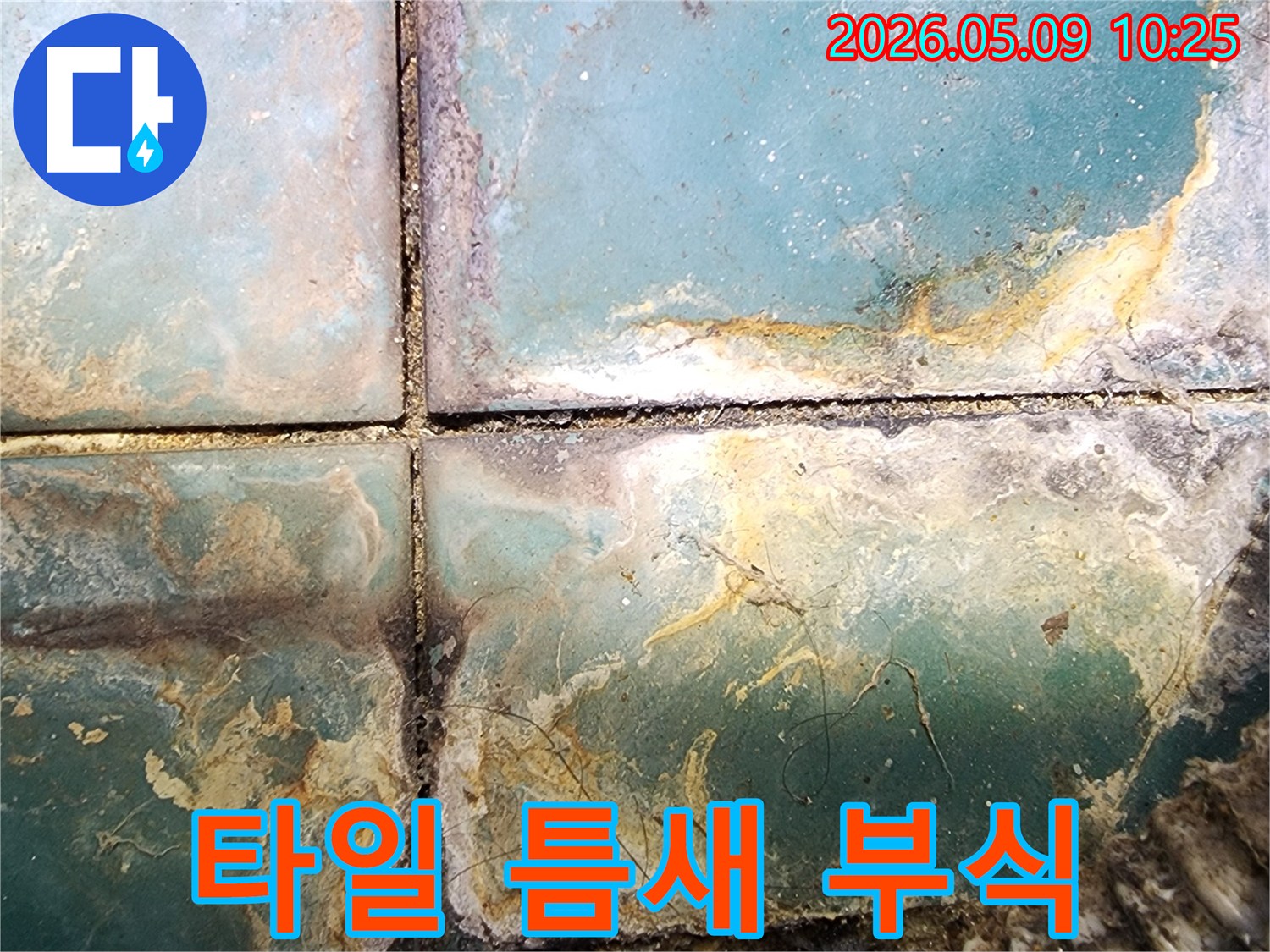 욕실 타일 틈새에 나타난 심각한 부식과 오염-누수로 인한 구조적 손상이 우려되는 현장