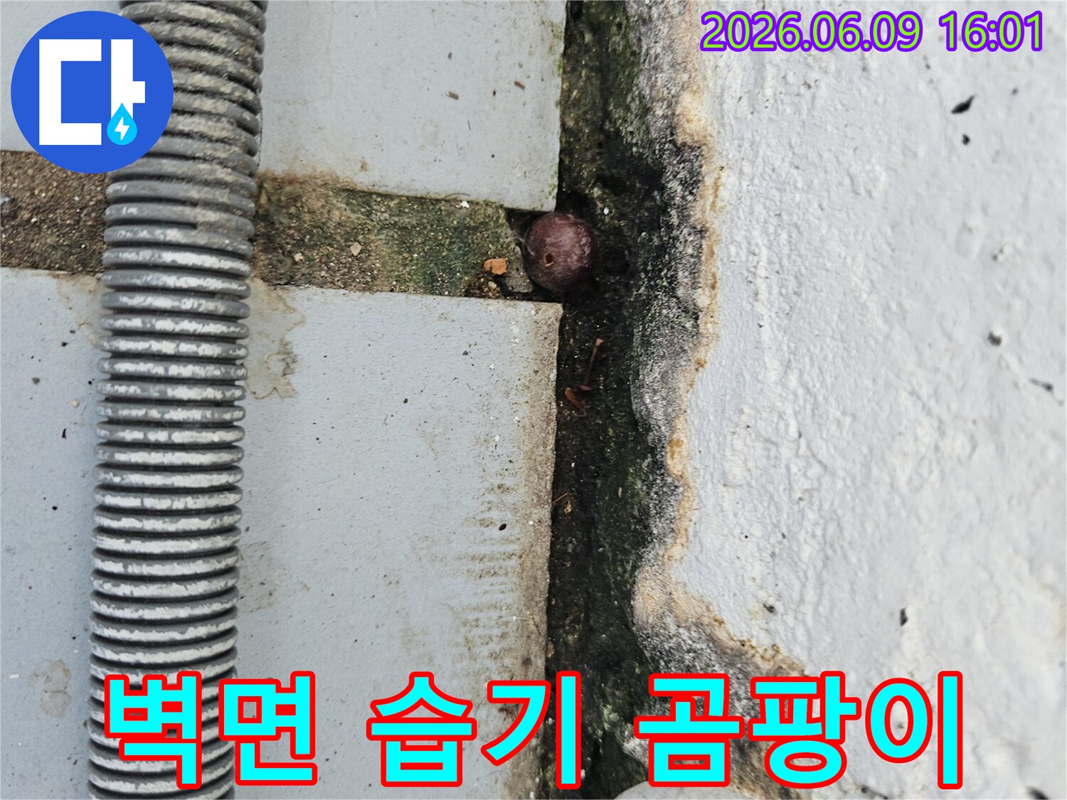벽면 하단에 넓게 퍼진 곰팡이와-습기 흔적-그리고 균열 틈새의 이물질을 보여주는 누수 현장 이미지
