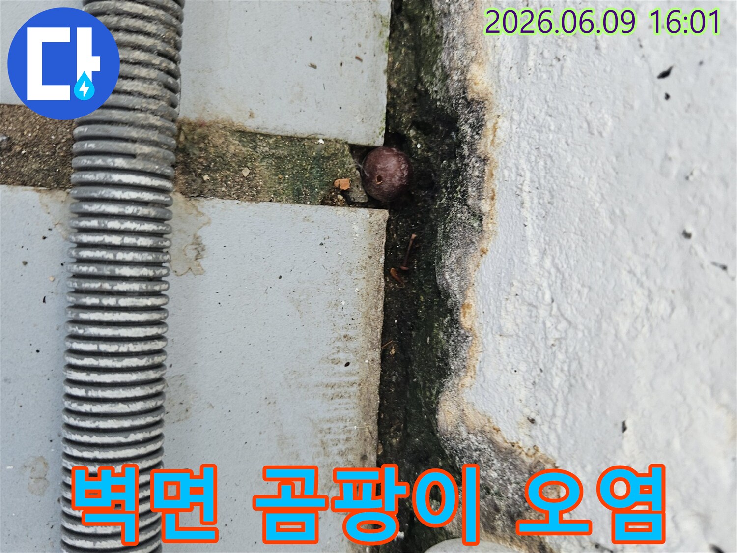 벽면 하단에 넓게 퍼진 곰팡이와-오염 흔적-그리고 균열 틈새의 이물질을 보여주는 누수 현장 이미지