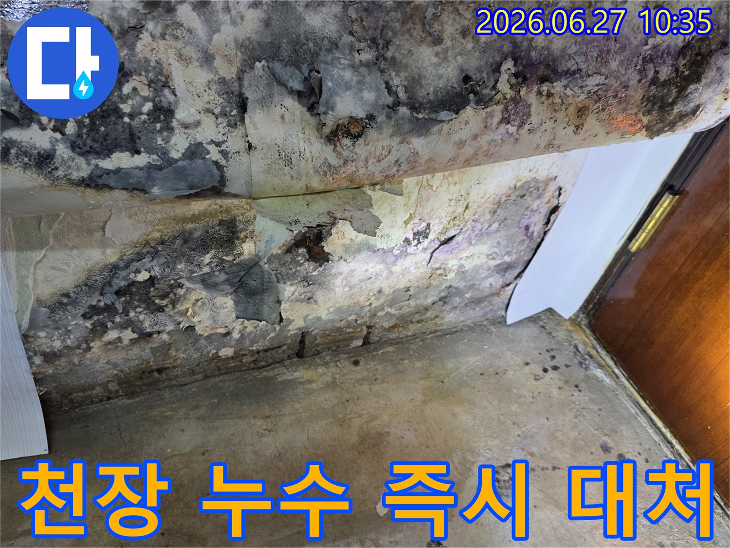 누수로 인해 천장 벽지가 심하게 벗겨지고-검은 곰팡이가 광범위하게 퍼져있는 모습입니다