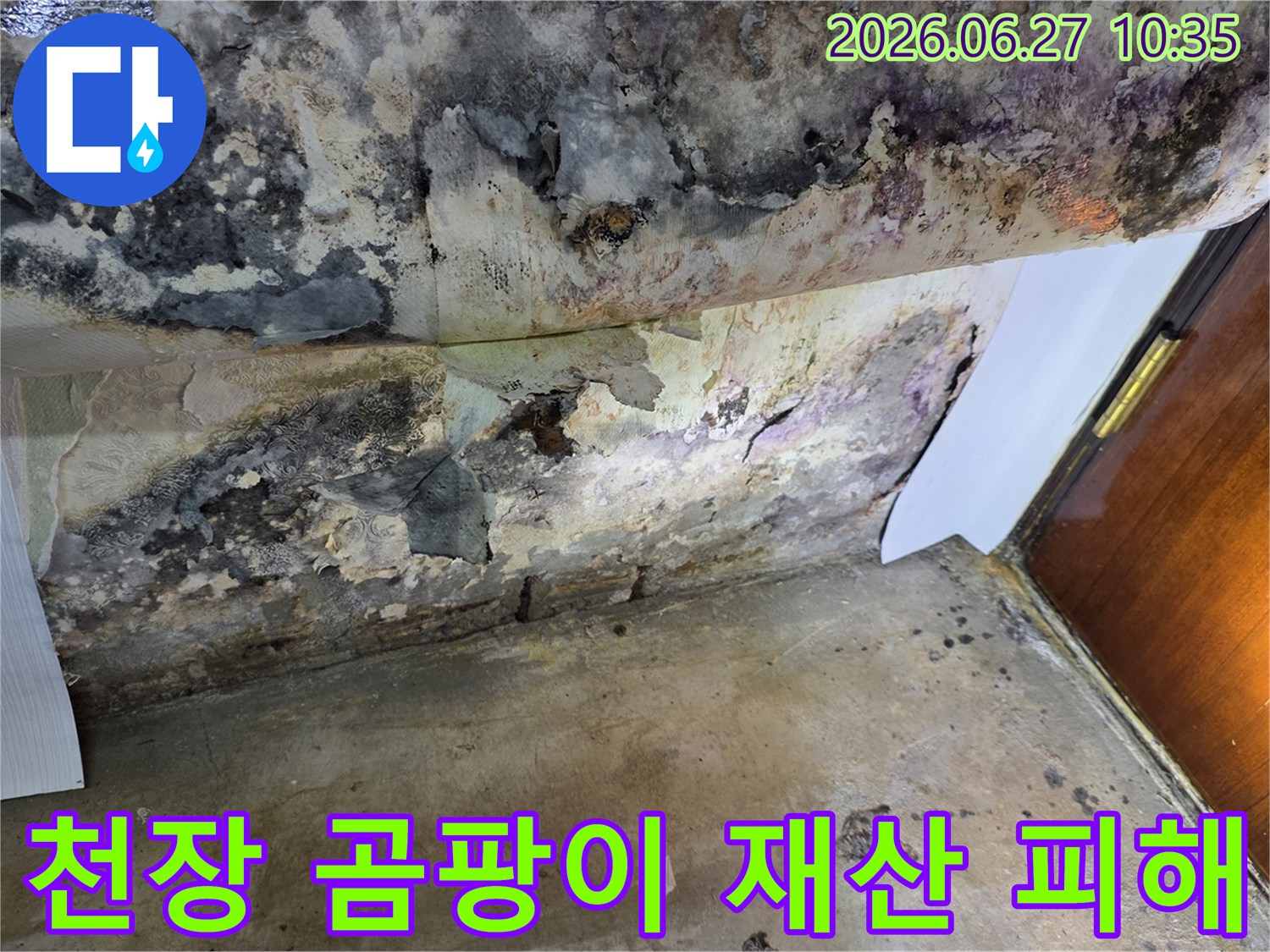 누수로 인해 천장 벽지가 심하게 벗겨지고-검은 곰팡이가 광범위하게 퍼져있는 모습입니다