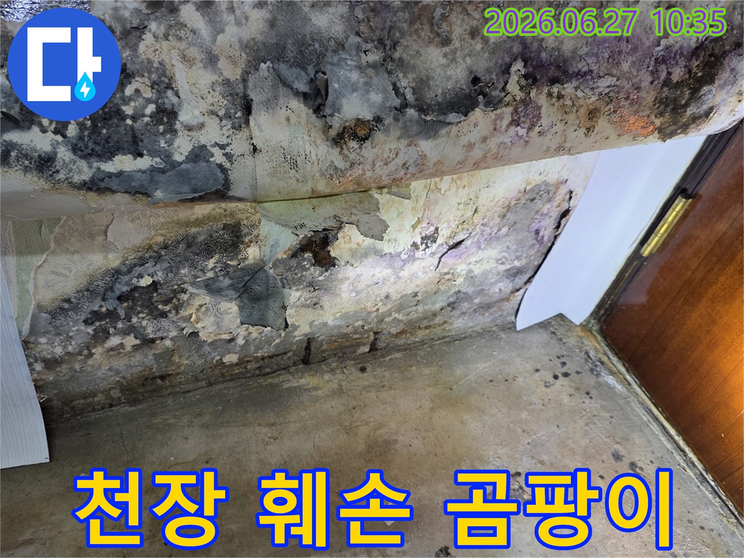 오래된 누수로 인해-천장 벽지가 심하게 벗겨지고-검은 곰팡이가 광범위하게 퍼져있는 모습입니다