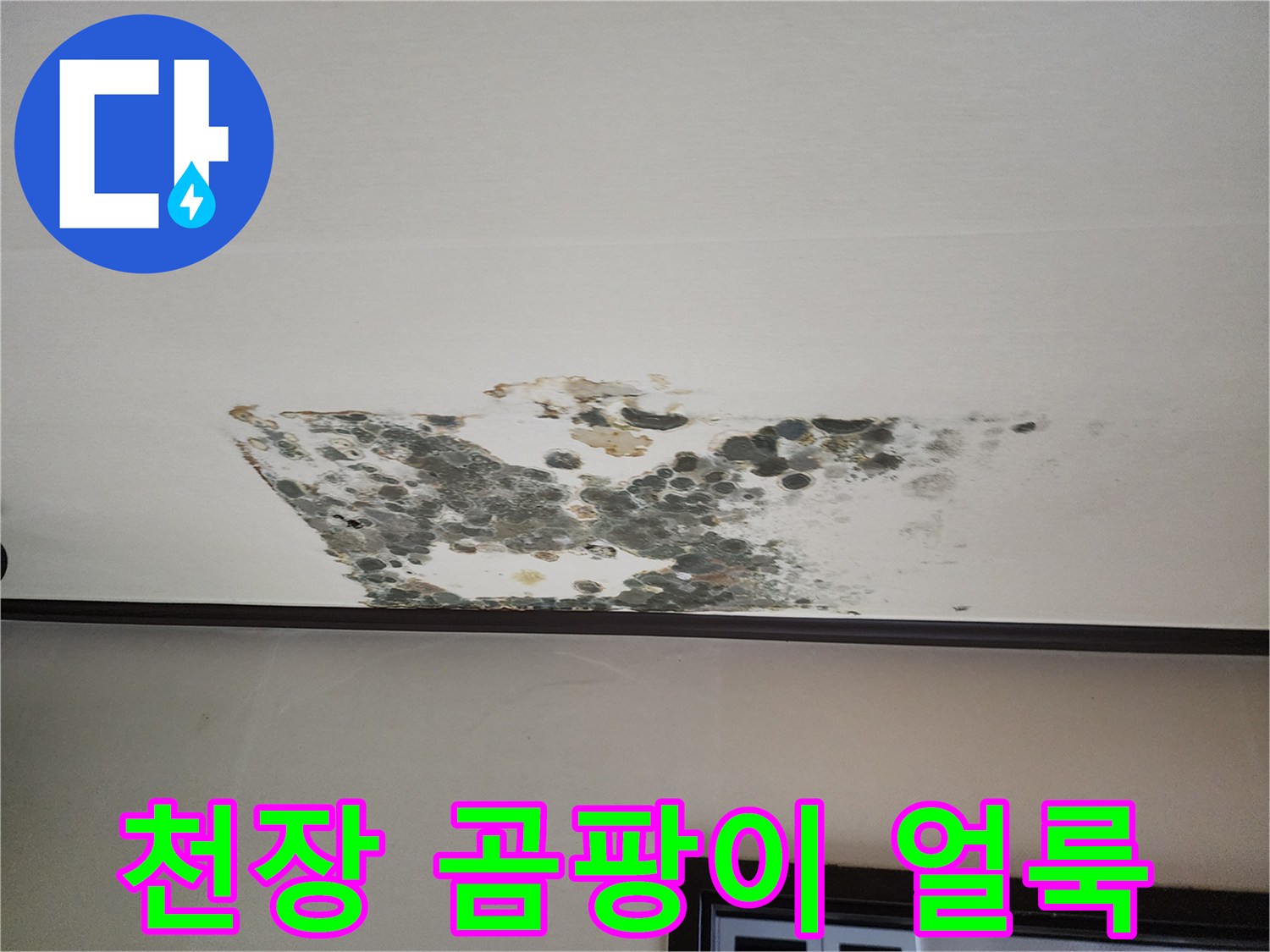 아래층 천장에 발생한 넓은 범위의 곰팡이와 변색된 얼룩 상태