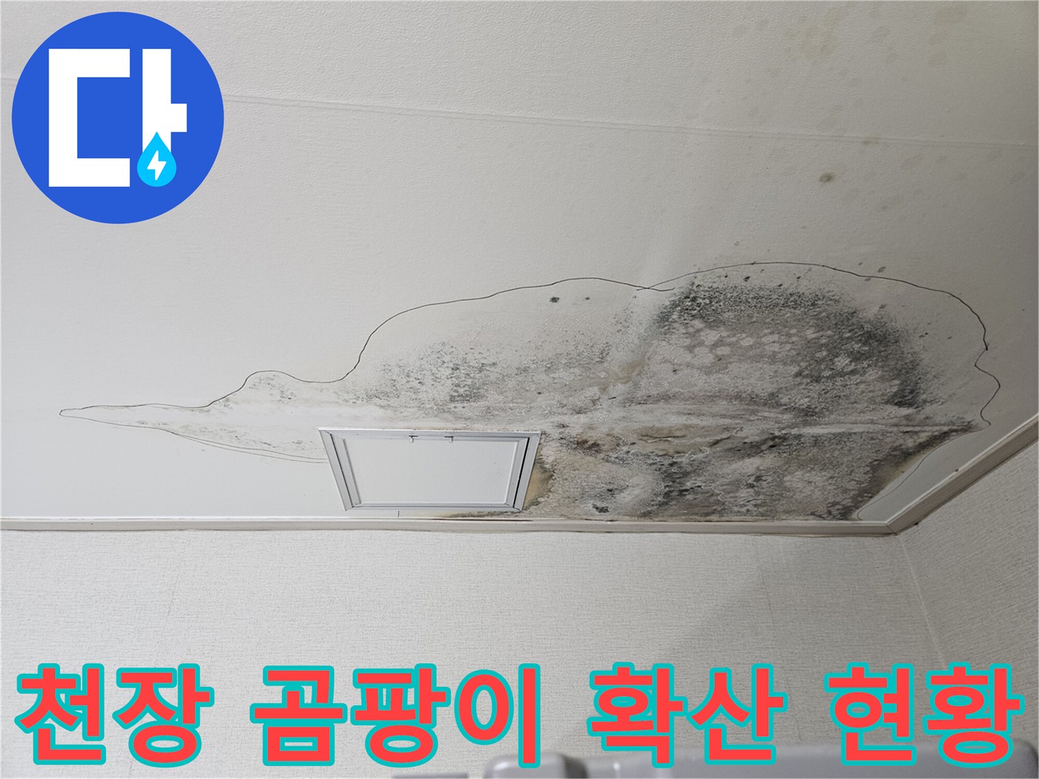 천장 마감재에 발생한 광범위한 누수 얼룩과 곰팡이 이미지입니다.