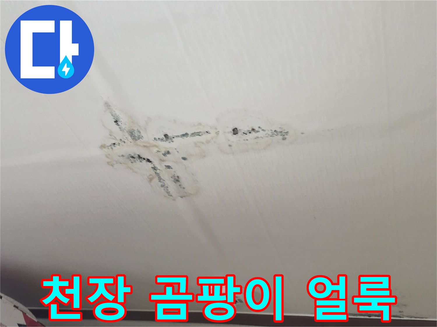 분당 구미동 아파트-천장에 발생한 검은 곰팡이와 물자국
