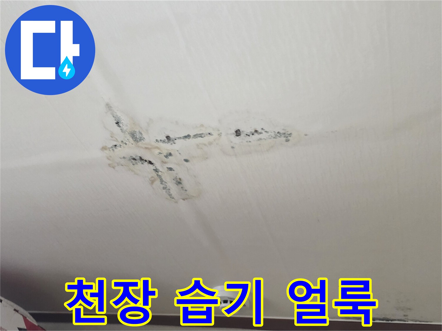 분당 구미동 현장-물자국과 곰팡이가 발생한 천장 모습