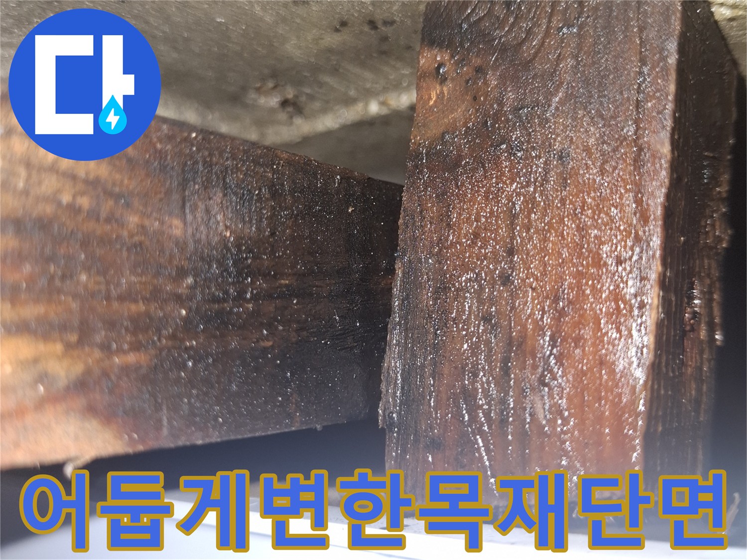 누수-발생으로-말라있지-않고-축축하게-젖은-나무