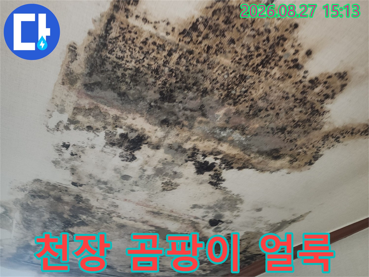 성북구 아파트 천장 벽지에 발생한 심각한 검은색 곰팡이와 누수 흔적