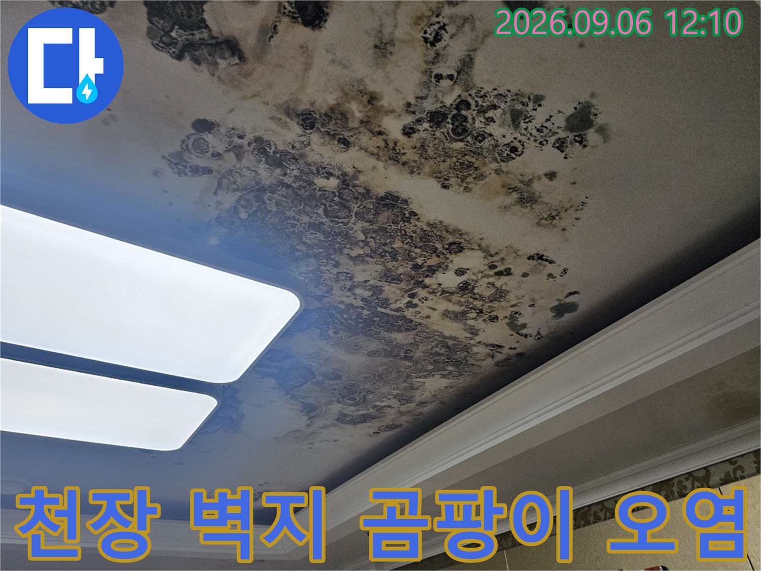 거실 천장 벽지에 퍼진 누수 자국과 검은 곰팡이 흔적