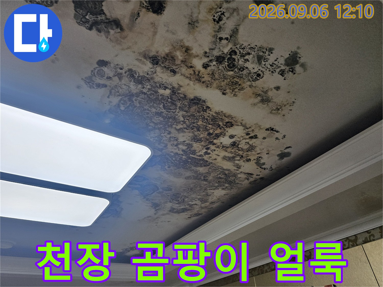 은평구 아파트 거실 천장-광범위하게 퍼진 곰팡이와 누수 흔적