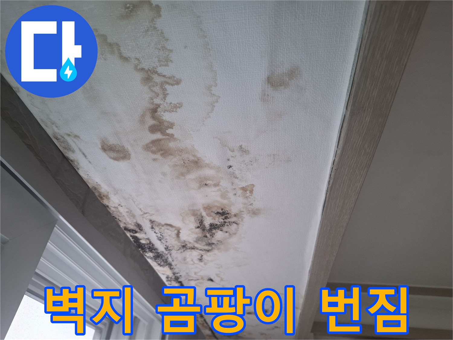 천장 마감재를 따라 넓게 퍼진 습기 유입 흔적과 곰팡이
