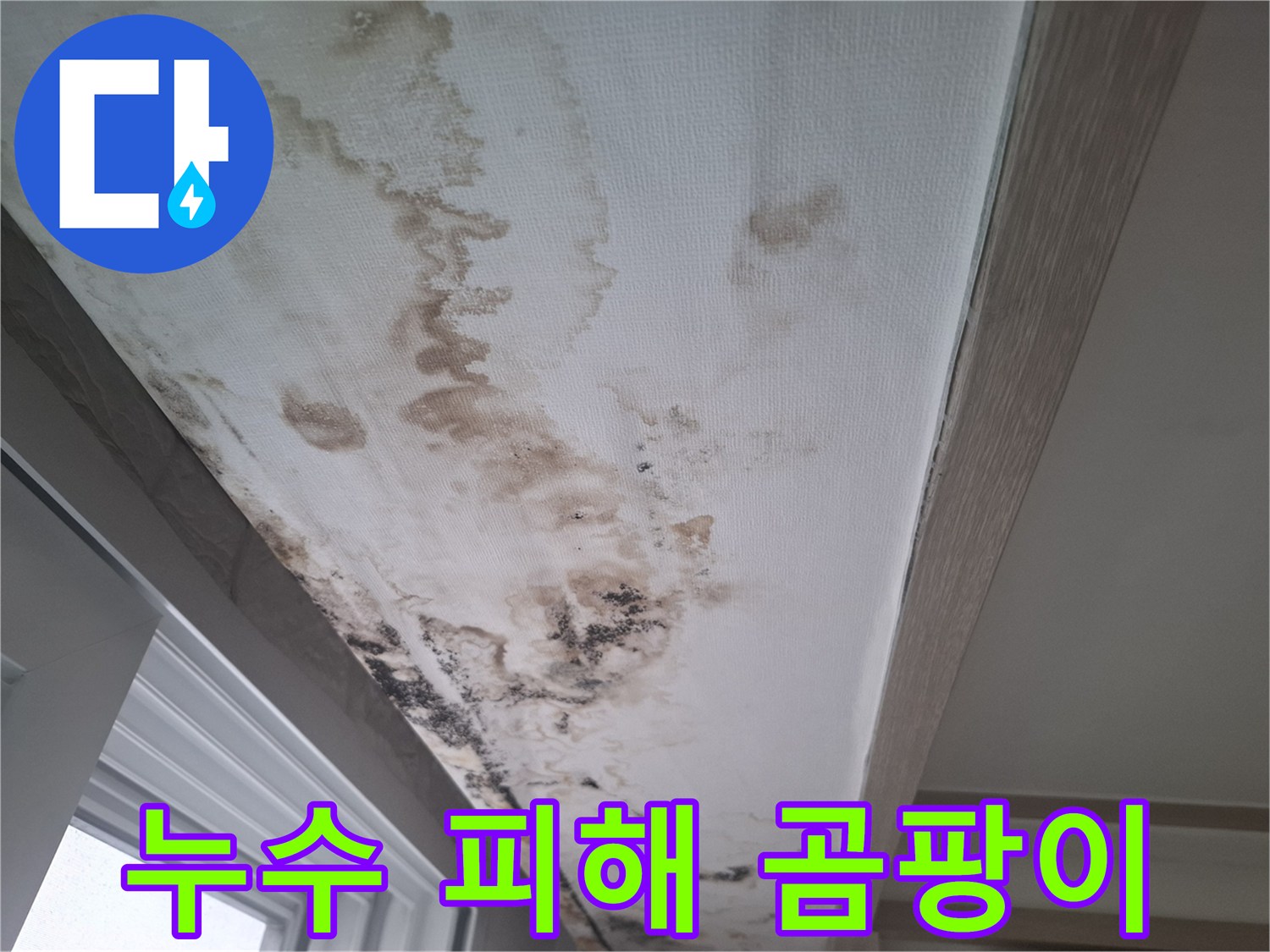천장 벽지 표면에 나타난 광범위한 곰팡이와 물 얼룩 현상입니다.
