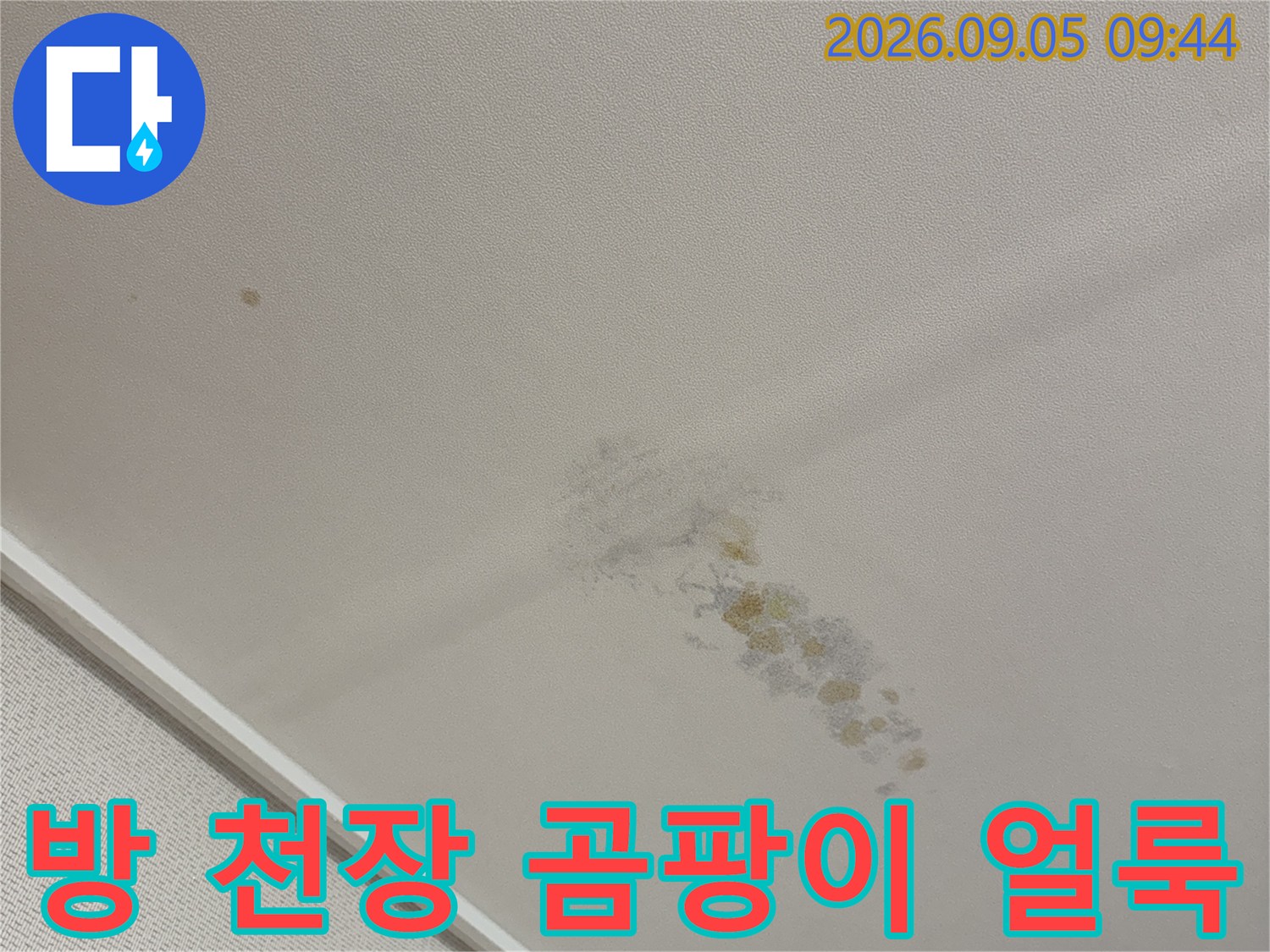 천장 벽지 부분에 발생한 짙은 곰팡이와 습기 흔적