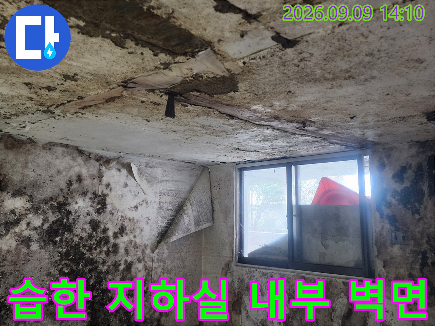 검은 곰팡이와 습기로 얼룩진 서초구 염곡동 지하실의 벽면입니다.