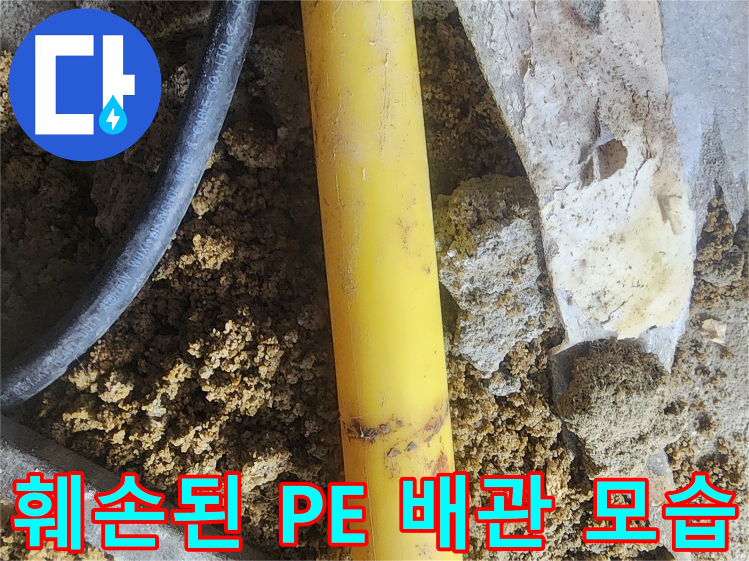 흙과 돌 사이로 드러난 노란색 수도 배측 부위